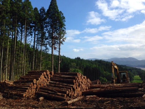 everywhere you turn, there’s land being cleared and trees being cut.
