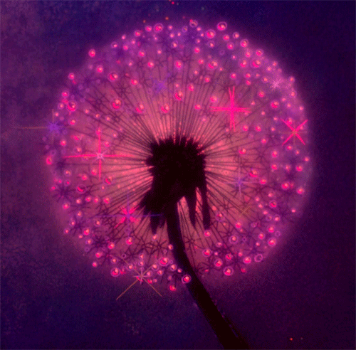 make a wish.