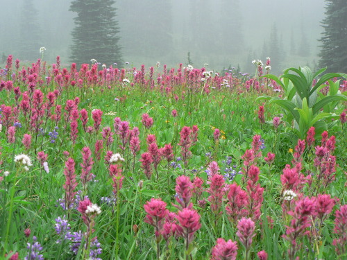 expressions-of-nature:Wildflowers by Mount Rainier National Park