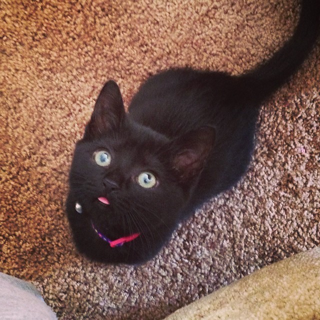 Lucy and her derp face 😋😻 #kitten #kitty #kittylove #cute #cat