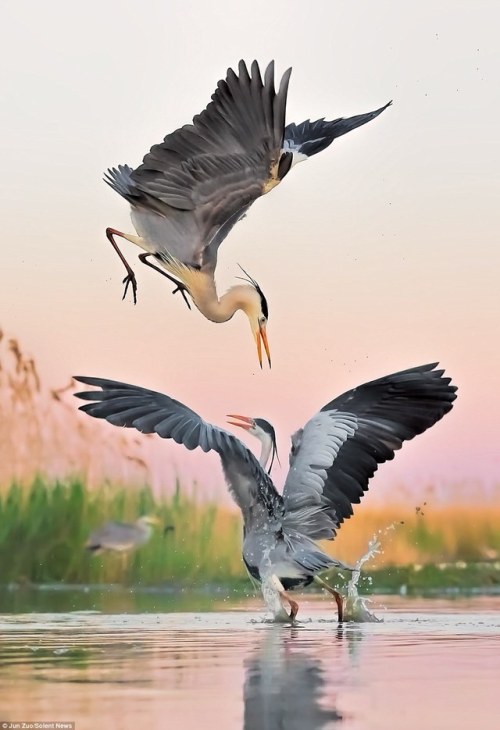 ainawgsd: The great blue heron (Ardea herodias) is a large wading bird in the heron family Ardeidae,