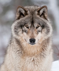 beautiful-wildlife:  Timber Wolf by Michael