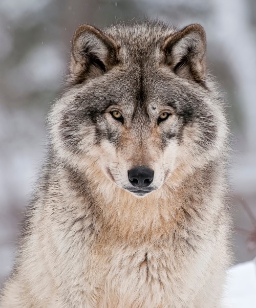 beautiful-wildlife:  Timber Wolf by Michael Cummings 