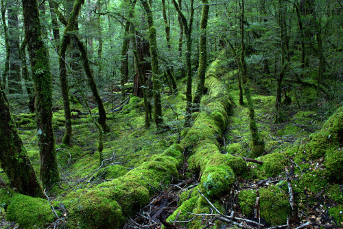 vainaja:Beech Forest (by Seriously People)