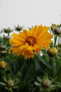 boschintegral-photo:  Tickseed (Coreopsis