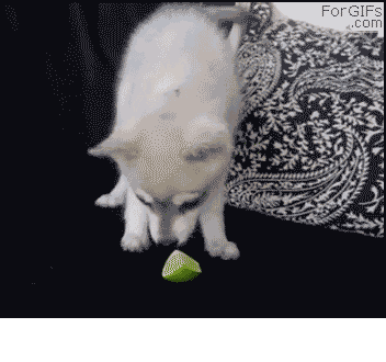 pleatedjeans:  15 Animals Battling Harmless Things (15 GIFs)