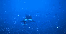 kitten-inwonderland:  keikoisbetterthanyou:  An orca shows off a herring to a diver in Norway (x)  americankinkstory these guys are cool…but they eat poor penguins