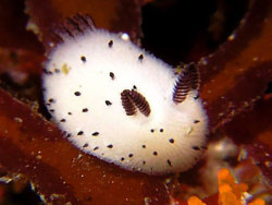 trippypreposition:  This is a Jorunna Parva and they look like little sea bunnies.  They’re actually a type of sea slug that’s related to nudibranchs. Who knew?  And now that we know the basics, let us fall in love with their cuteness.  