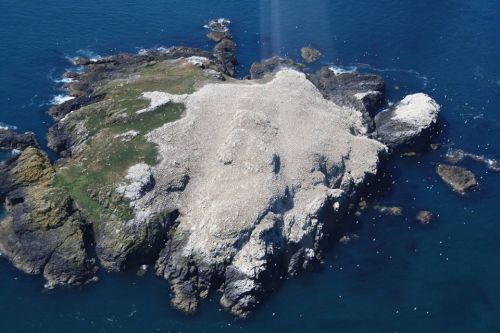 Guano GwalesThe white patch on the island of Grassholm (Welsh: Ynys Gwales or Gwales) is not snow, l