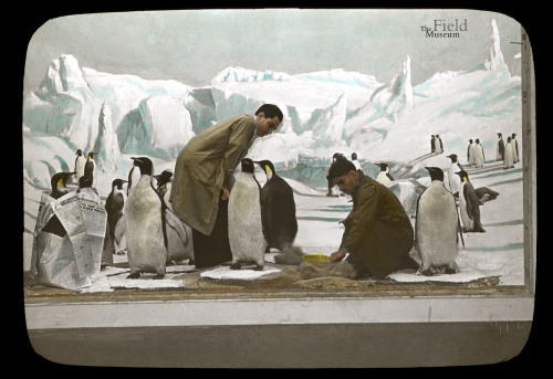 fieldmuseumphotoarchives:Taxidermy Tuesday, penguin display getting it’s final touches. Also a pengu