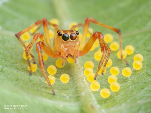 onenicebugperday:Jumping spider with eggs, Parabathippus sp., SalticidaePhotographed in Singapore by