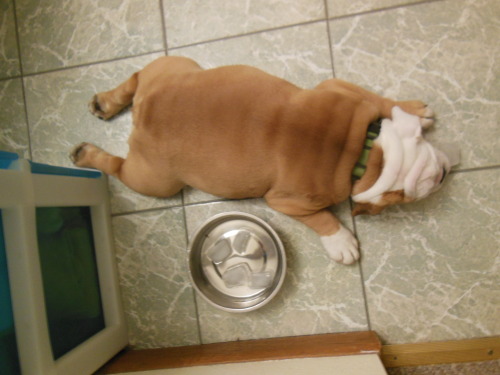 thecutestofthecute:  cloverthebulldog:  Sometimes after a long walk, I just need to chill out. Ice cubes and linoleum make me a happy puppy!   look at this little potato OMG