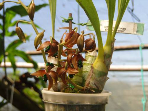  Mormodes sinuata ‘Orange’ being visited by Euglossini bees.Orchidaceae: Catasetinae.By Ivan Ribas d