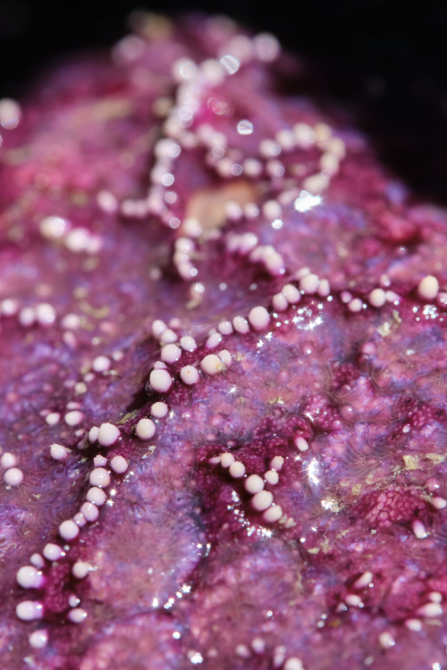 Starfish sure are freaky bastards up close, will be taking lots more of these guys.smugmuginstagram