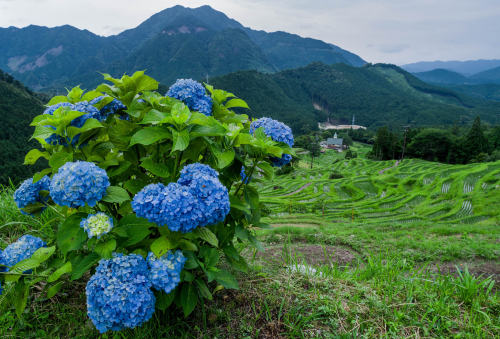 itachiiswaifu: Maruyama Senmaida（丸山千枚田) | © Hisanori