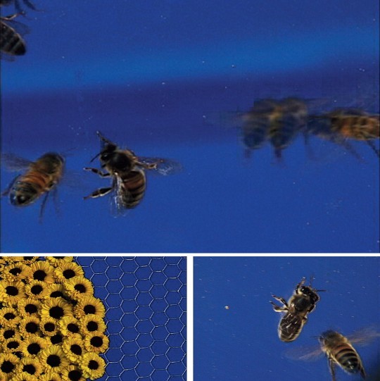 vuls:  Untitled (Edition for Parkett 60) by Diana Thater 