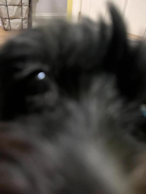 The same dog extremely up close to the camera.