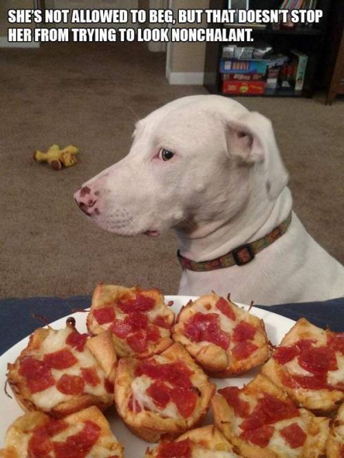 geekgirlsmash: pr1nceshawn: Some People Know How To Break All The Rules. Chaotic Good Dogs!