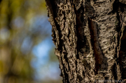 Plainsboro Audubon Preserve.  Plainsboro, NJ. ISO 800 | 120mm | f/5.6 | 1/500 secPhoto © 2020 Brian 