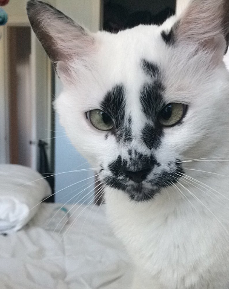 catsbeaversandducks:  Her Name Is Lily Not only does she have unique markings, but