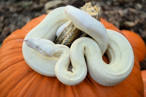 biofaunaexotics:The last set of our Spooky Snoot Photoshoot is our Moonglow Boa, “Orion”. You can’t 