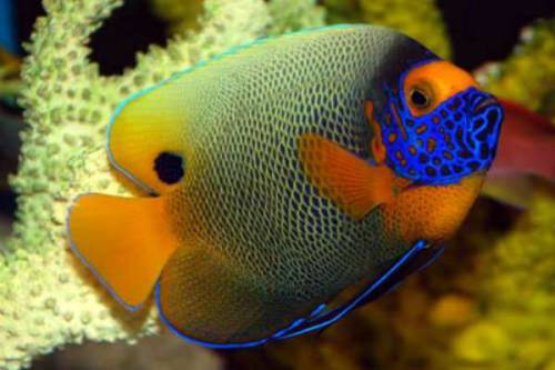 Blueface Angelfish (Pomacanthus xanthometopon)