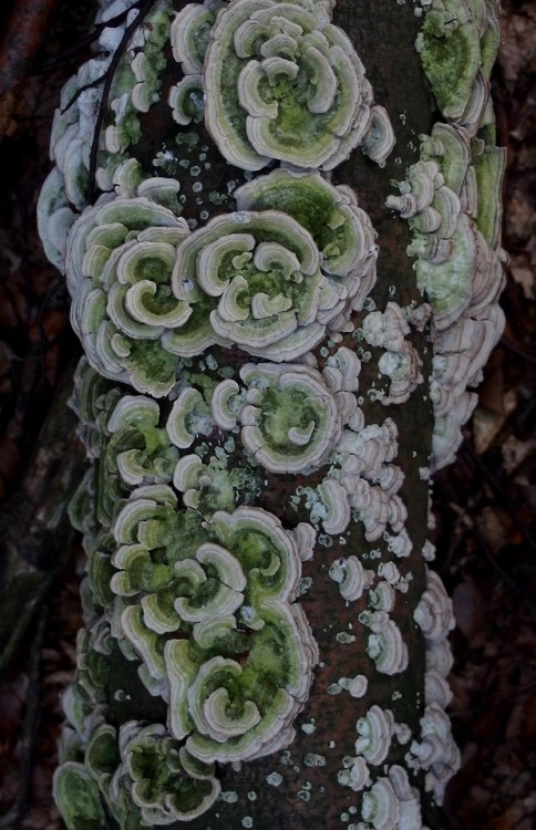 following-paths:Outkovka pestrá  (Trametes versicolor )