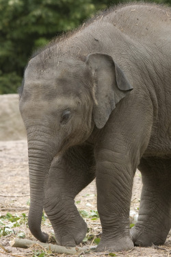 magicalnaturetour:  Baby elephant Tonya by Sander van der Wel on Flickr. 