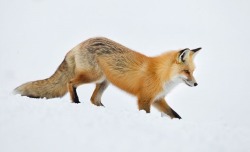 wolverxne:  Red Fox Hunting for food by: