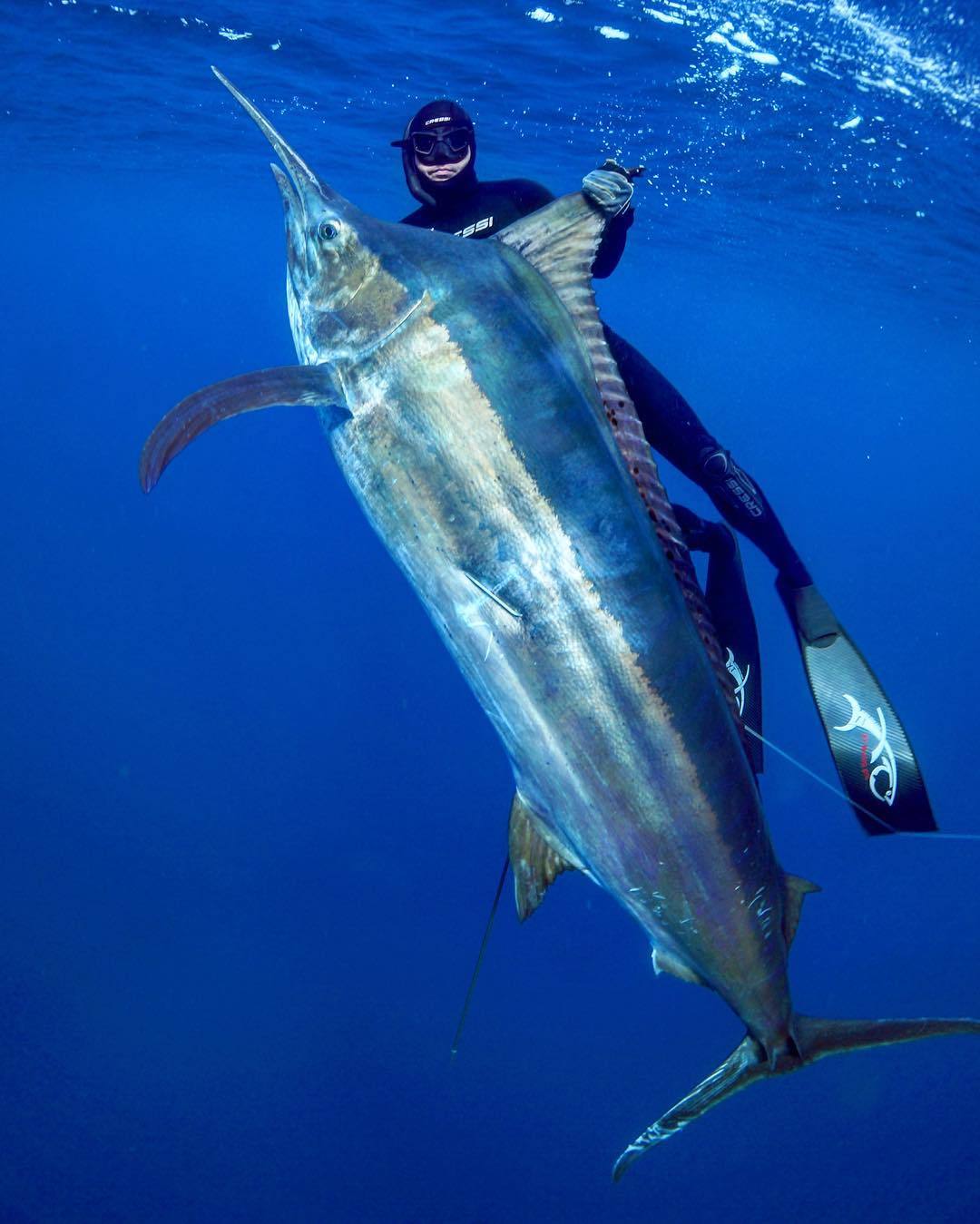 Rod & Barrel • Spearfishing Big Black Marlin, taken down in