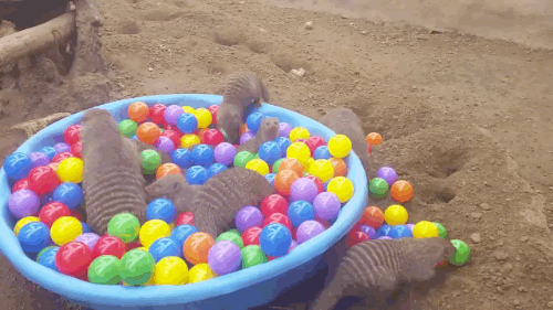 gifsboom:Video: Mongoose pool party at the Houston Zoo 