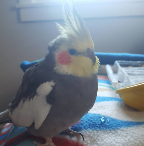 sweetiesugarbird: honpun: This is the last photo taken of Honpun. He passed away yesterday in the ho