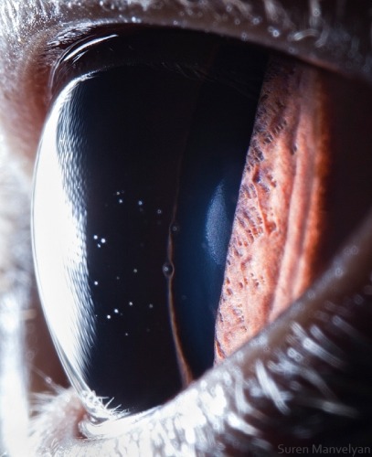 coolthingoftheday:  So, in following with my top ten post about animal eyes the other day: here’s a photographer who only takes pictures of eyes. Thank you nubbsgalore for bringing her work to my attention. (Artist) 