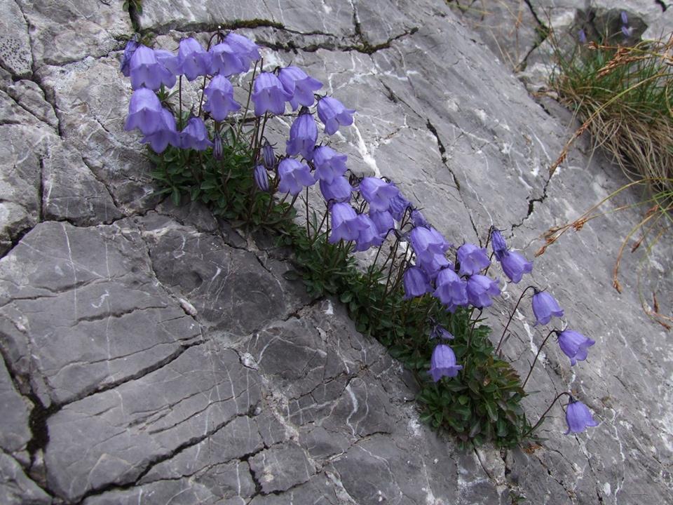 milkywayrollercoaster:  Nature Doesn´t Give Up photos web 
