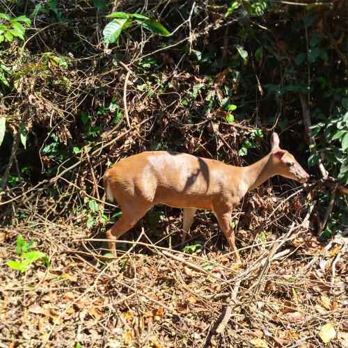 BAMBI IN THE WOODS white tail deer Venado cola Blanca