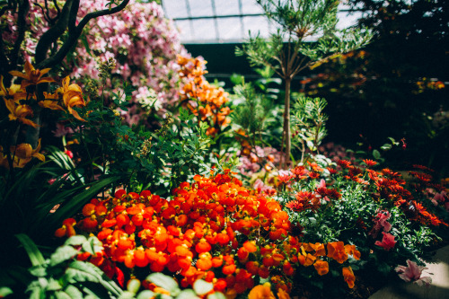 ashleyosborn: My day at the Garfield Park Conservatory (Chicago, IL). Rooms upon rooms of every plan