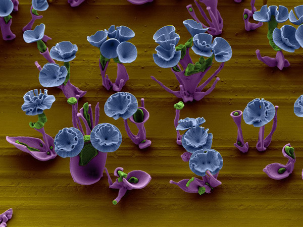 sixpenceee:  Harvard Scientist Grows Microscopic FlowersInside a tiny beaker of water
