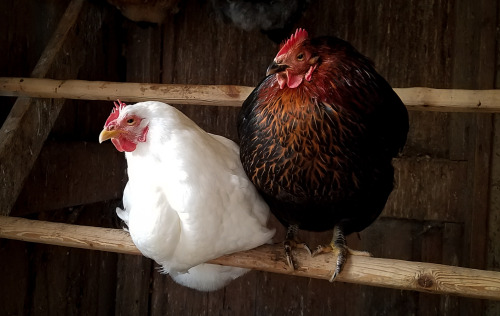 iseultsdream:Feb 8, 2017 -on a cold day in late Jan, two of the older hens…a White Plymouth Rock and