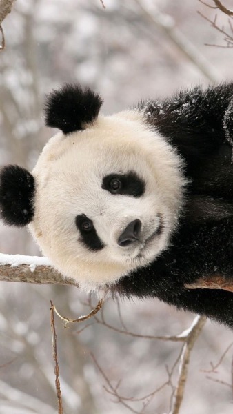 #panda-wallpapers on Tumblr
