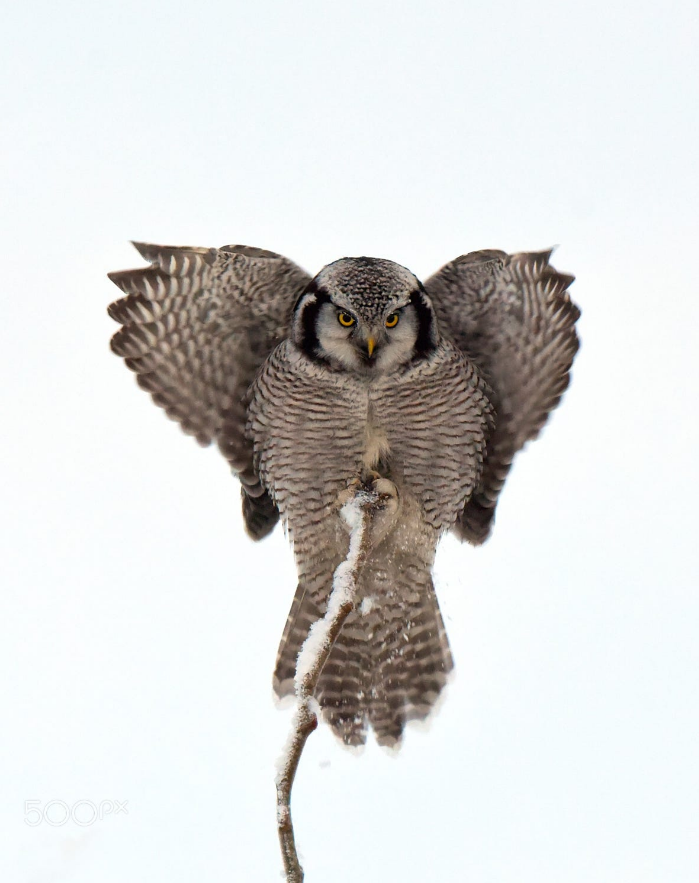 end0skeletal: by Tat’yana S. on 500px