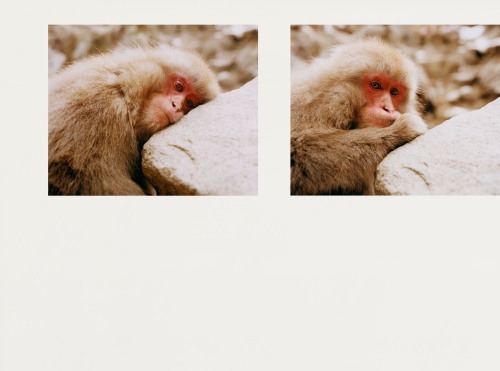 The snow monkeys  is a deeply moving project by Maciek Pozoga