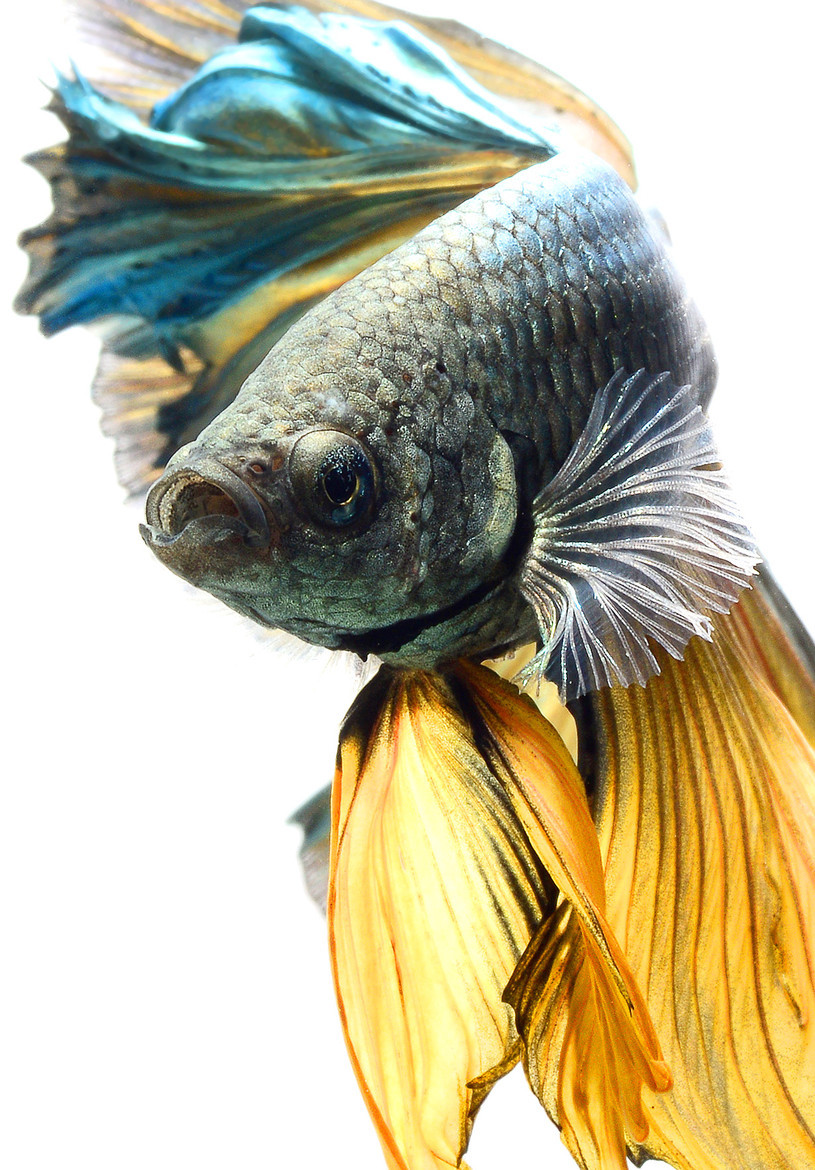earthandanimals:   Siamese Fighting fish by visarute angkatavanich 