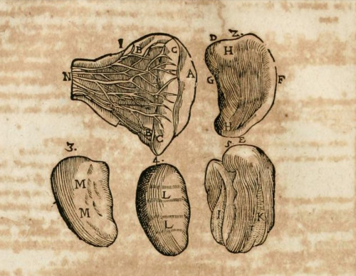 magictransistor:  Robert Fludd. Anatomiae Amphitheatrum Effigie Triplici. 1623.