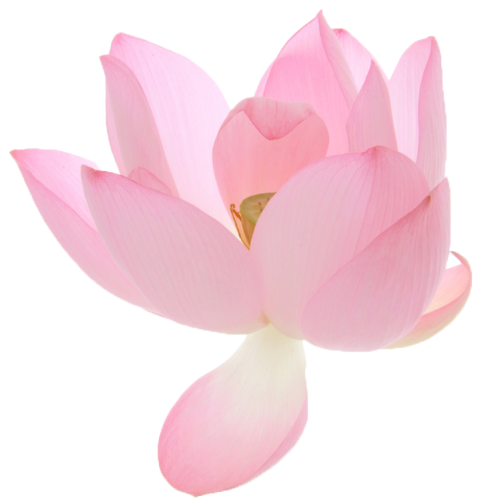 uroko:lotus flowers + transparent ☆