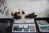 awesome-picz:Animal Care Workers Reveal How They Weigh Their Little Pals In  Cute