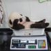 awesome-picz:Animal Care Workers Reveal How They Weigh Their Little Pals In  Cute