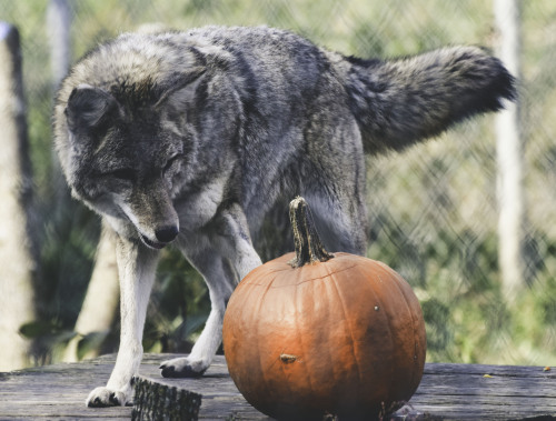 Coyote + Pumpkin