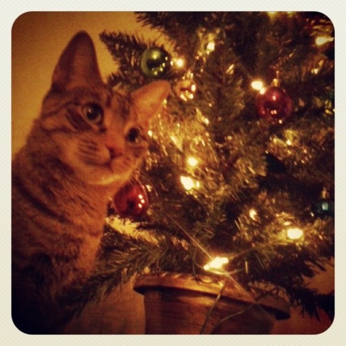 lauricef:  Kitty Christmas photo #cute #pets #kitty #cats #lol