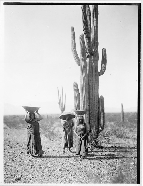 onceuponatown:Maricopa women harvesting “hasen”, the sweet, pear-sized fruit from the giant Saguaro 