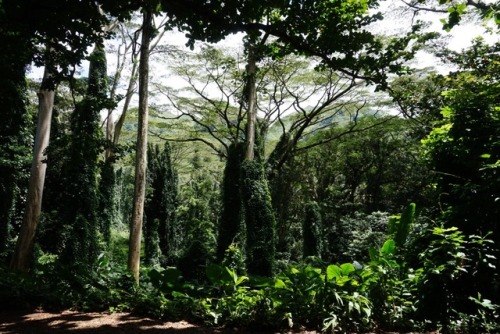 northern-nomad: Taken on the short 1.6 mile trail up to Manoa Falls. This waterfall is 150 feet tall